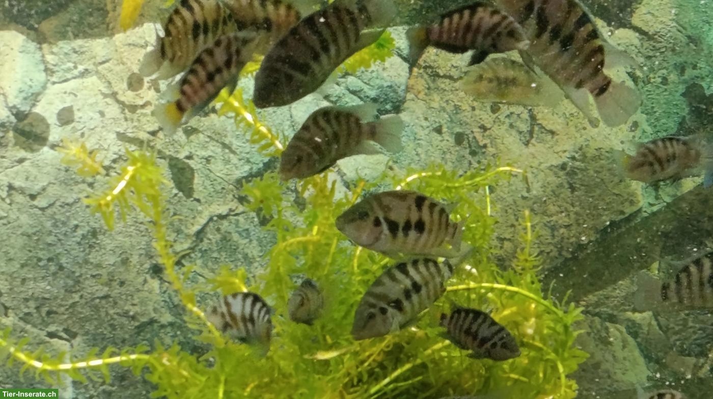 Bild 2: Zebrabuntbarsche günstig oder gratis