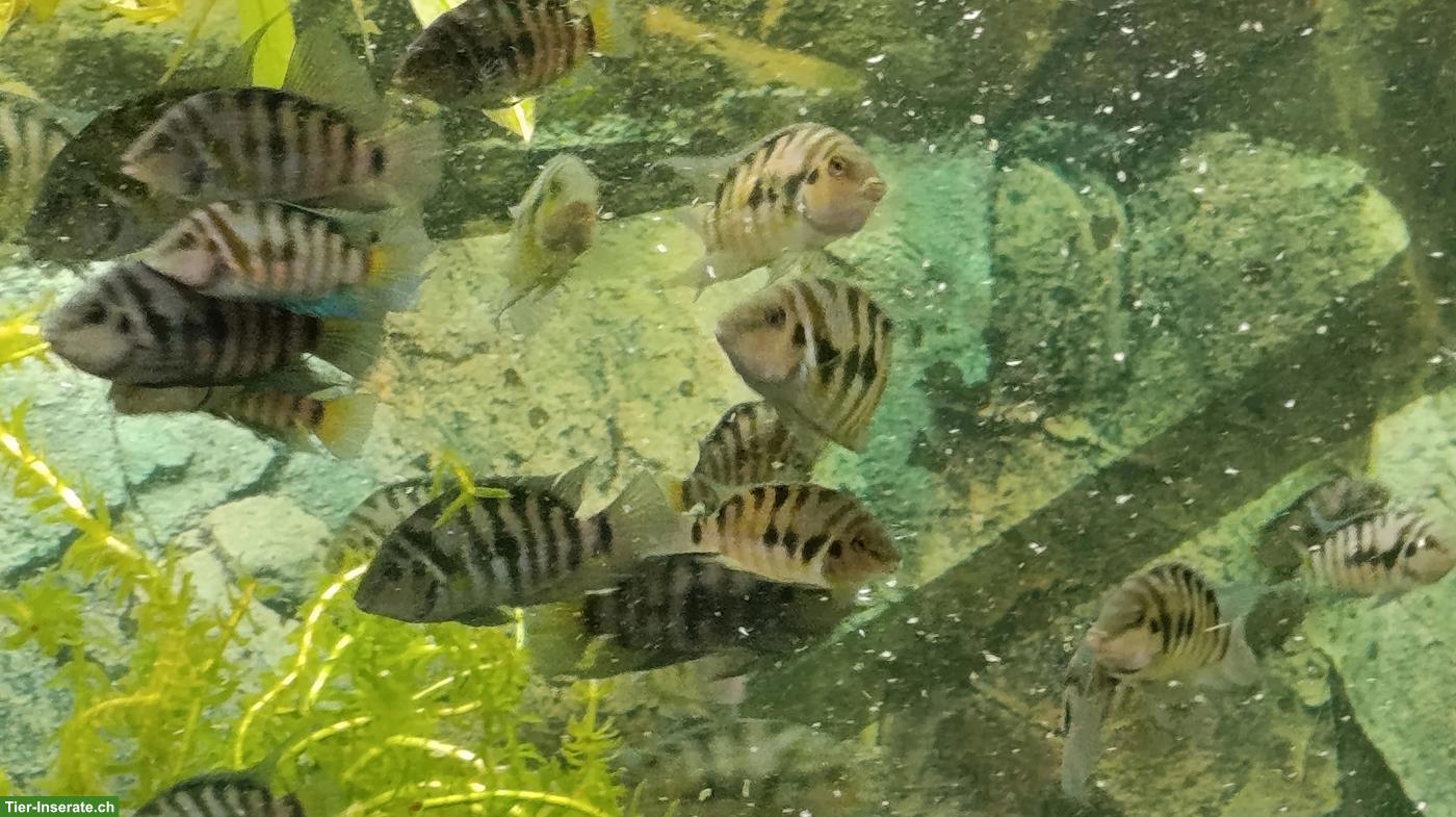 Bild 3: Zebrabuntbarsche günstig oder gratis