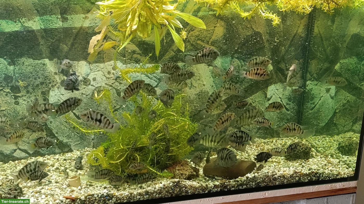 Bild 4: Zebrabuntbarsche günstig oder gratis