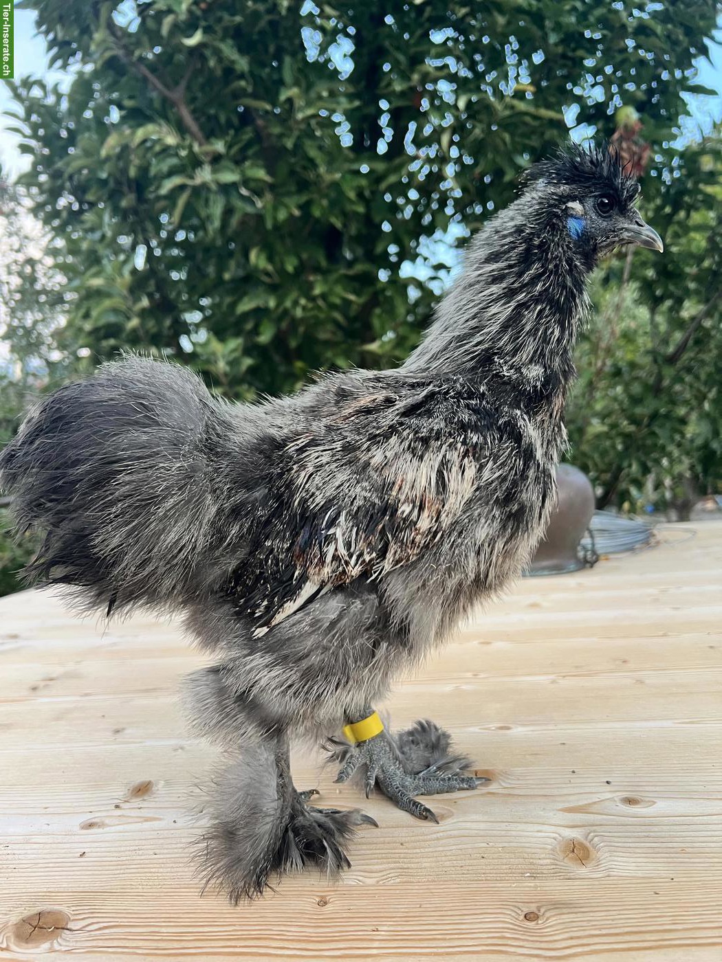 GRATIS: Seidenhuhn Hähne