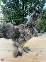 GRATIS: Seidenhuhn Hähne