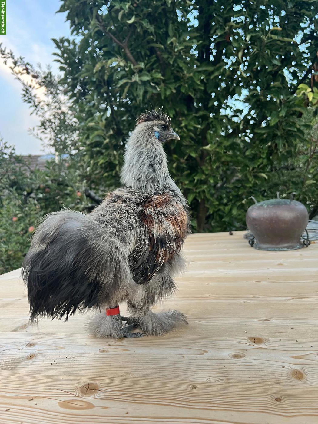 Bild 2: GRATIS: Seidenhuhn Hähne