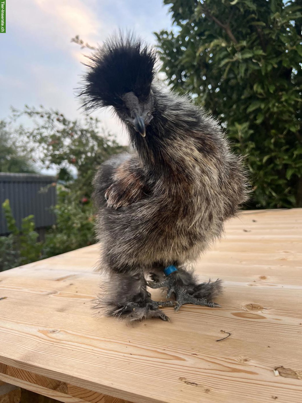 Bild 3: GRATIS: Seidenhuhn Hähne