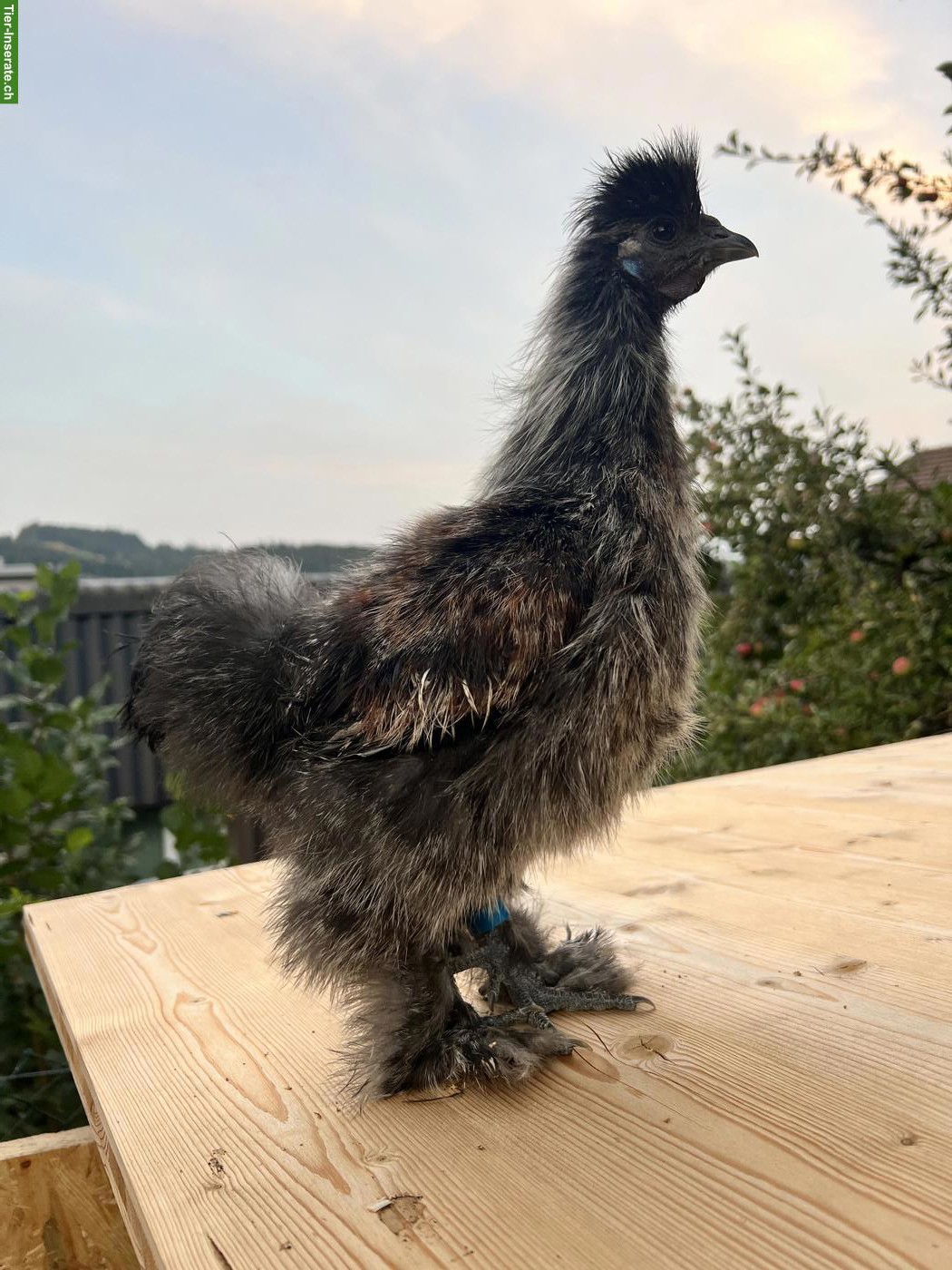 Bild 4: GRATIS: Seidenhuhn Hähne