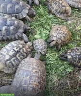 GRATIS: Griechische Landschildkröten