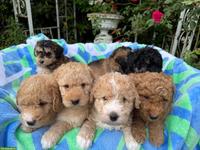 Goldendoodle Welpen suchen liebevolle Familien