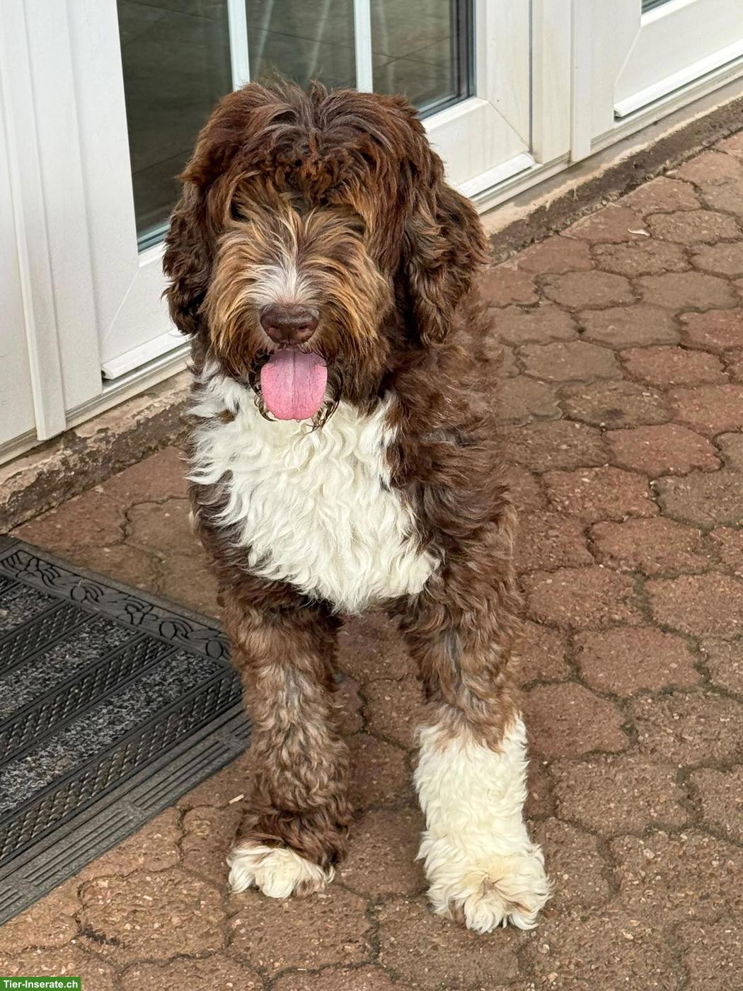 Bild 2: Goldendoodle Welpen suchen liebevolle Familien