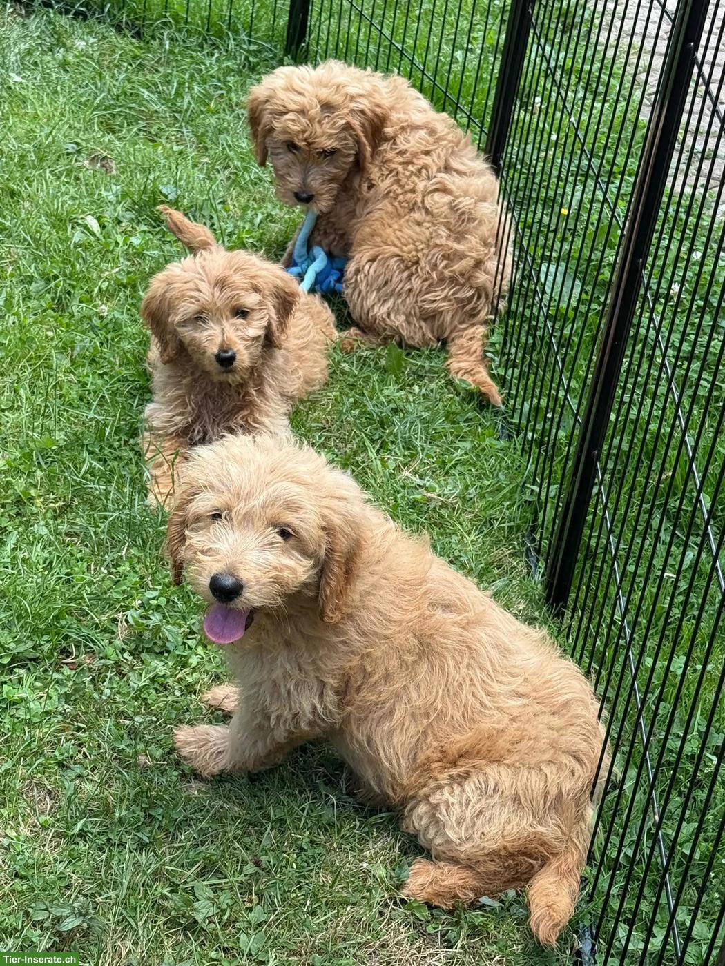 Bild 3: Goldendoodle Welpen suchen liebevolle Familien