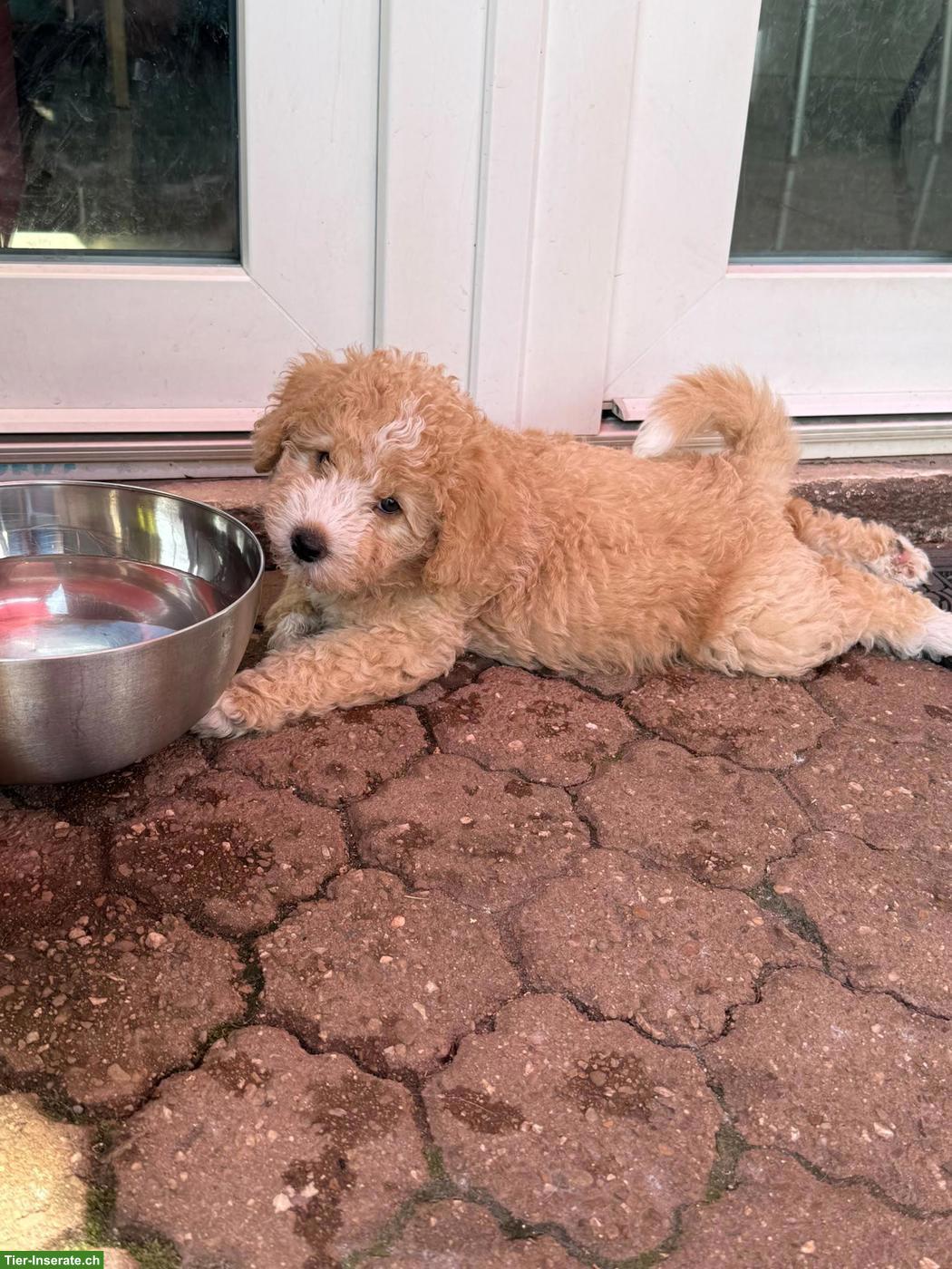 Bild 4: Goldendoodle Welpen suchen liebevolle Familien