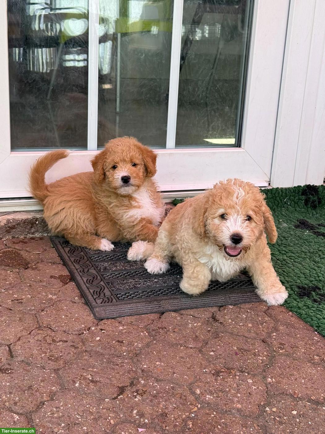 Bild 5: Goldendoodle Welpen suchen liebevolle Familien