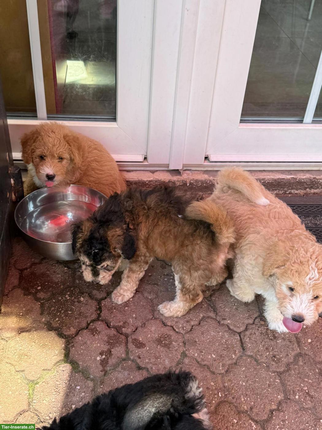 Bild 6: Goldendoodle Welpen suchen liebevolle Familien
