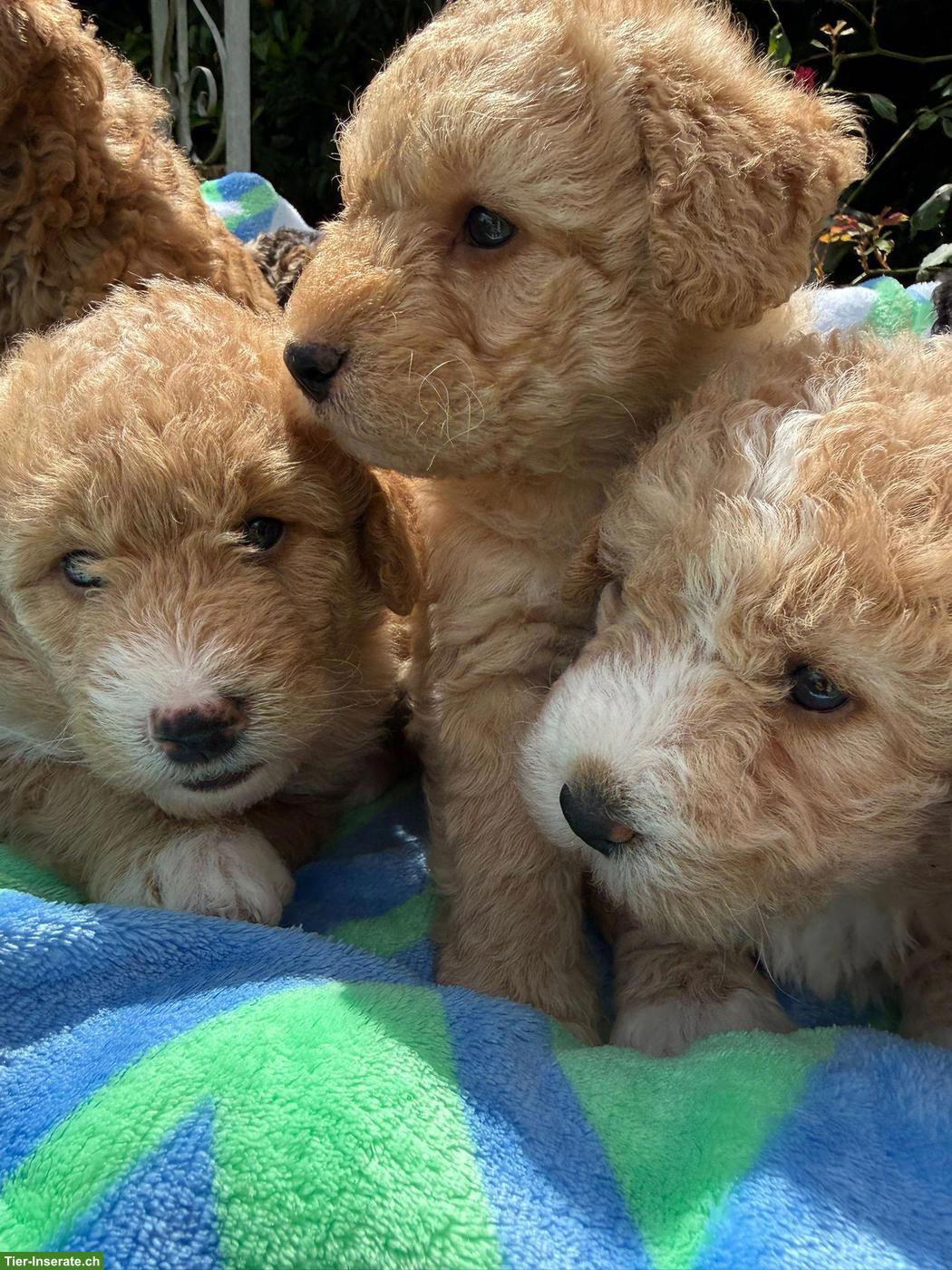 Bild 7: Goldendoodle Welpen suchen liebevolle Familien