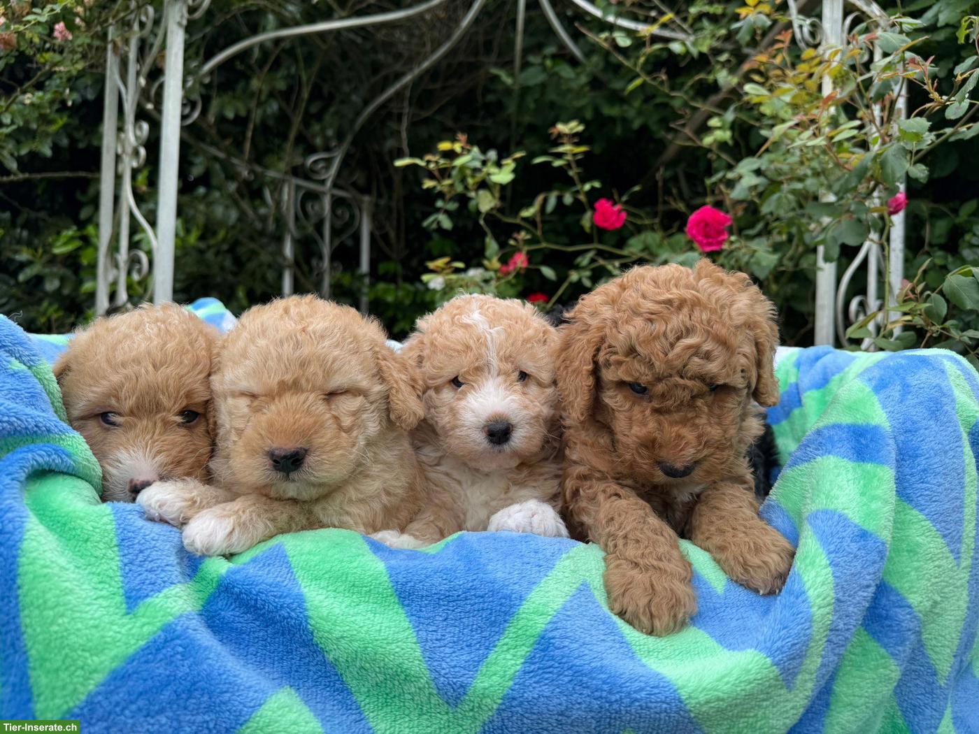 Bild 8: Goldendoodle Welpen suchen liebevolle Familien