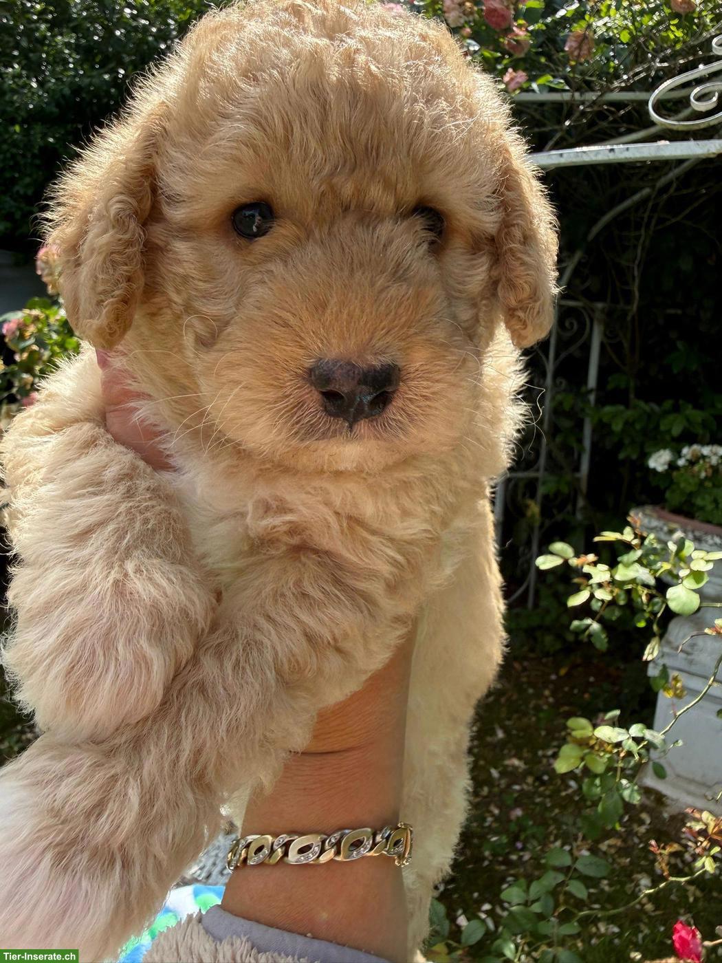 Bild 9: Goldendoodle Welpen suchen liebevolle Familien