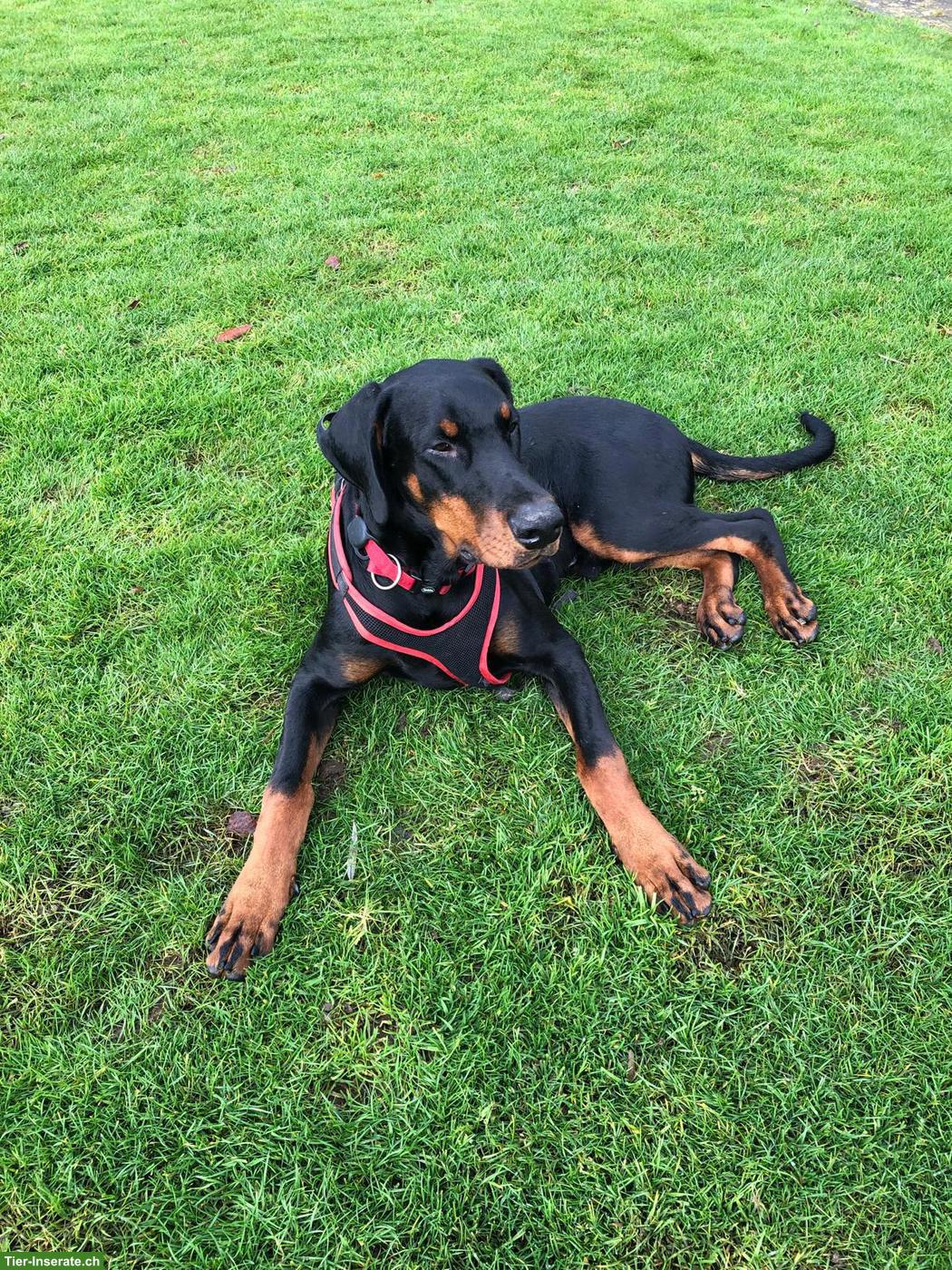 Dobermann Deckrüde mit tollem Charakter