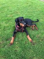 Dobermann Deckrüde mit tollem Charakter
