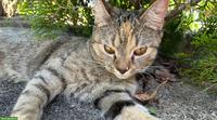 Getigerte Katze VERMISST, Pfäffikon SZ
