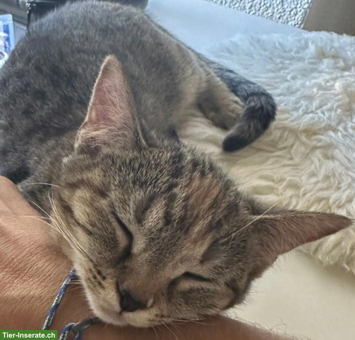 Bild 2: Getigerte Katze VERMISST, Pfäffikon SZ