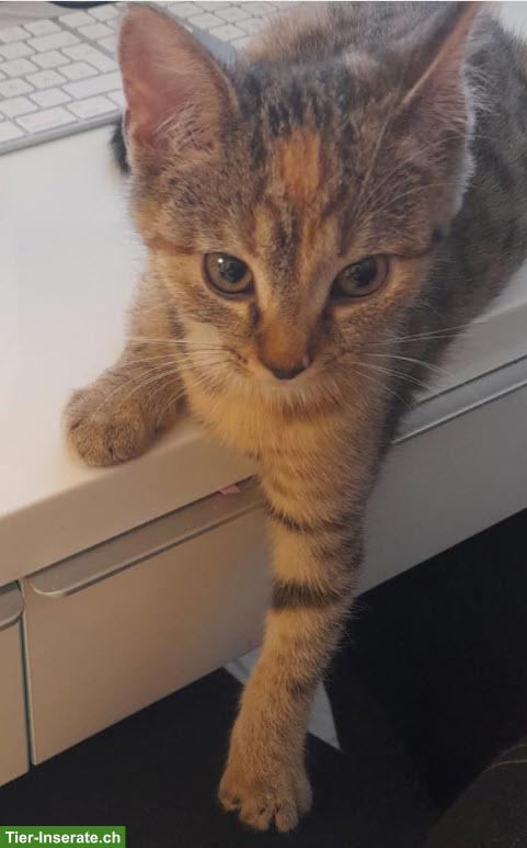 Bild 3: Getigerte Katze VERMISST, Pfäffikon SZ