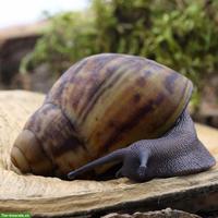 Lissachatina Reticulata Achatschnecke gesucht
