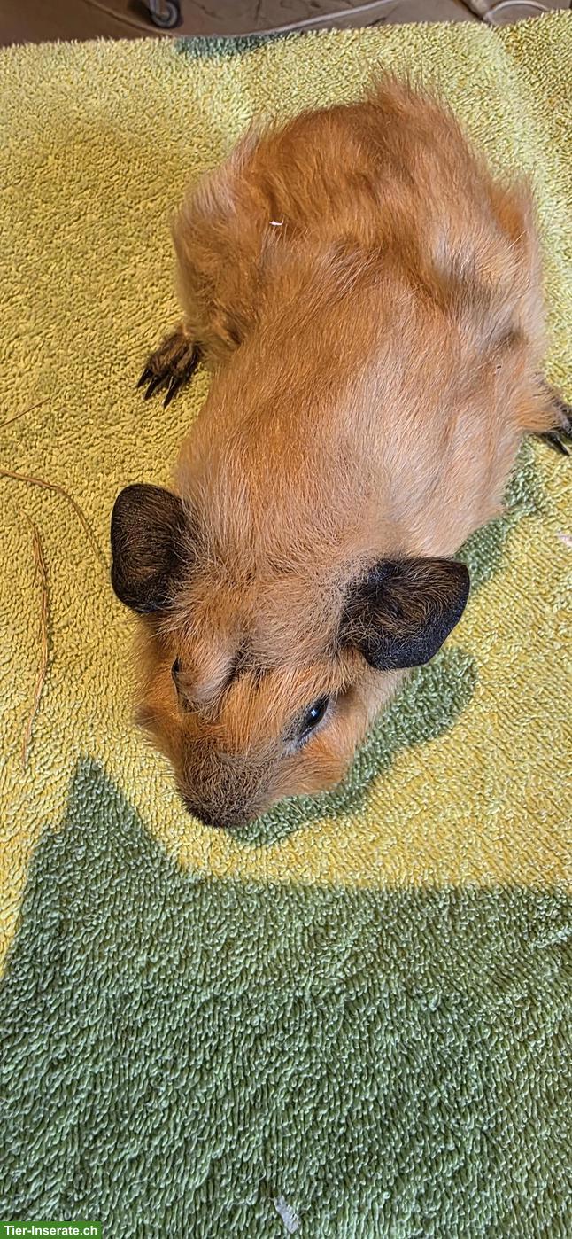 Schöne junge Meerschweinchen Frühkastraten