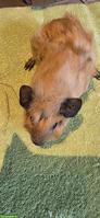 Schöne junge Meerschweinchen Frühkastraten