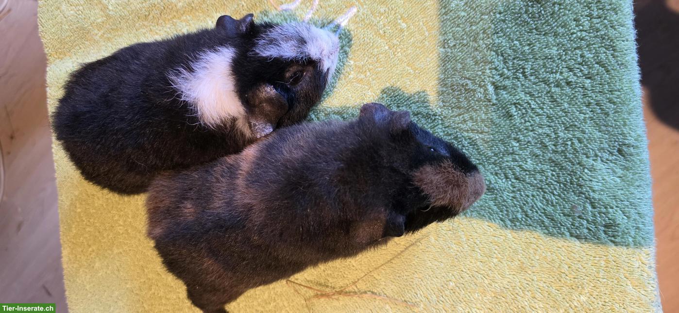 Bild 2: Schöne junge Meerschweinchen Frühkastraten