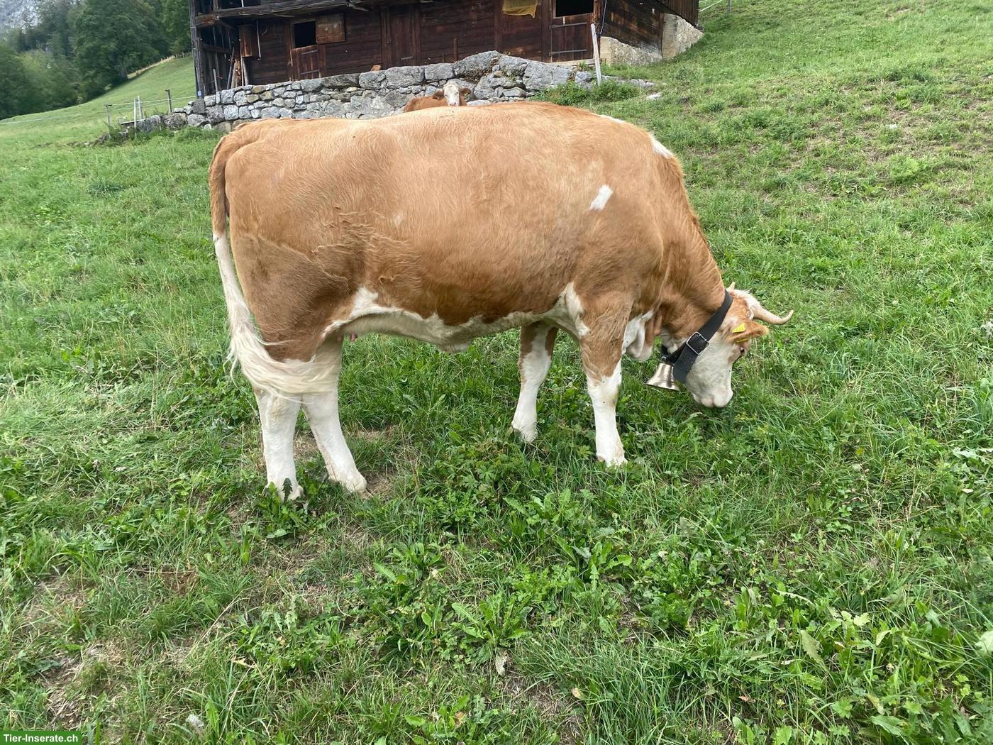 Bild 2: Trächtiges Rind Omega SI 60 zu verkaufen