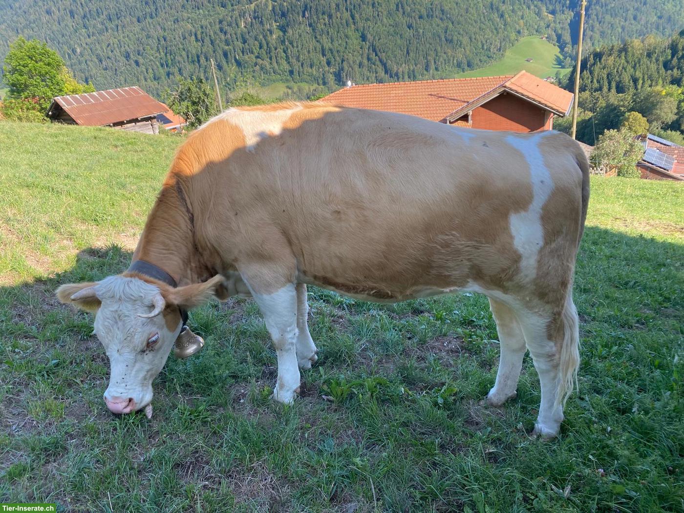 Trächtiges Rind Mila SI 60 zu verkaufen