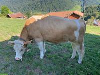 Trächtiges Rind Mila SI 60 zu verkaufen
