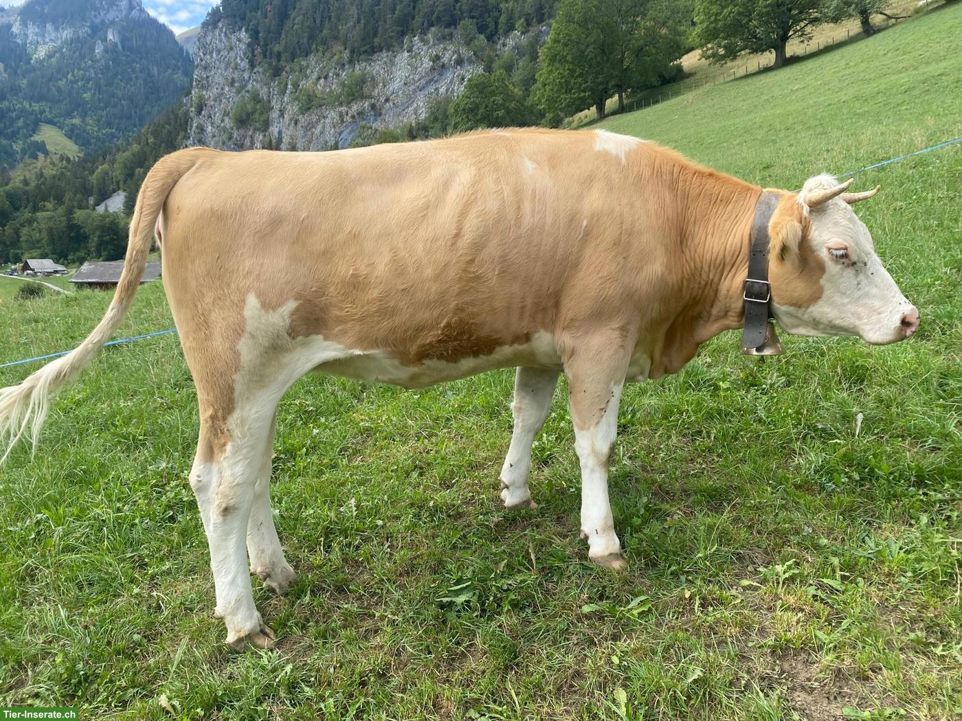 Bild 2: Trächtiges Rind Mila SI 60 zu verkaufen