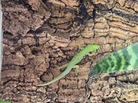Phelsuma dorsivittata Nachzucht