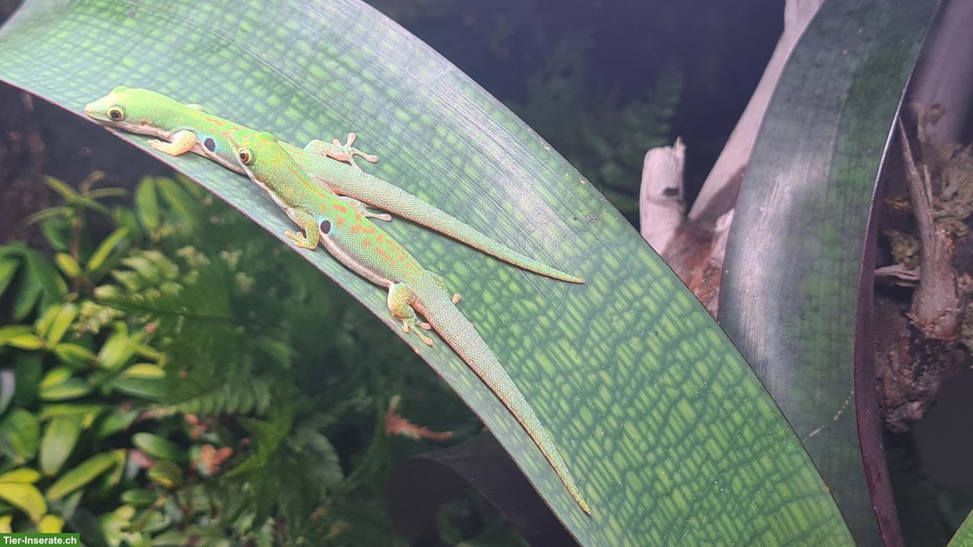 Bild 2: Phelsuma dorsivittata Nachzucht
