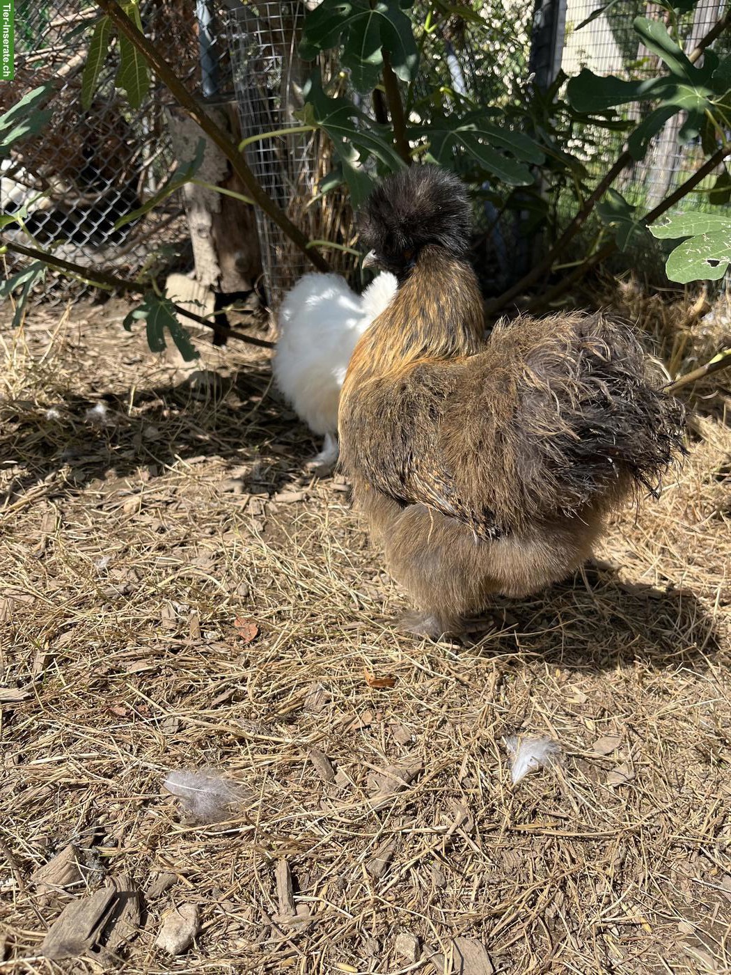 Seidenhuhn Hennen zu verkaufen