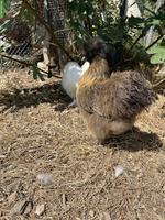 Seidenhuhn Hennen zu verkaufen