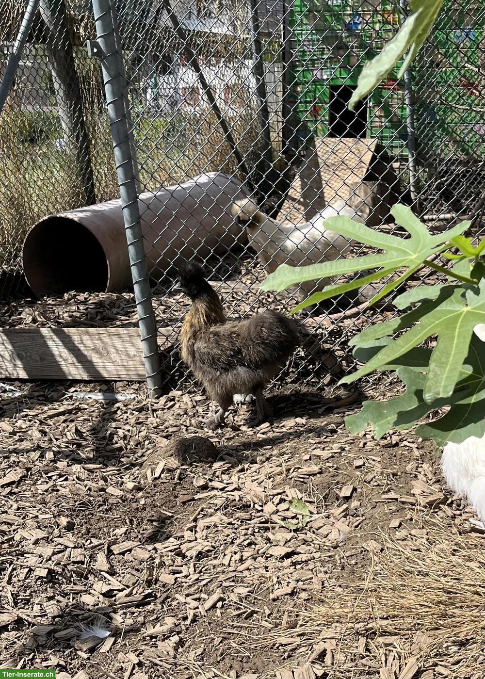 Bild 2: Seidenhuhn Hennen zu verkaufen