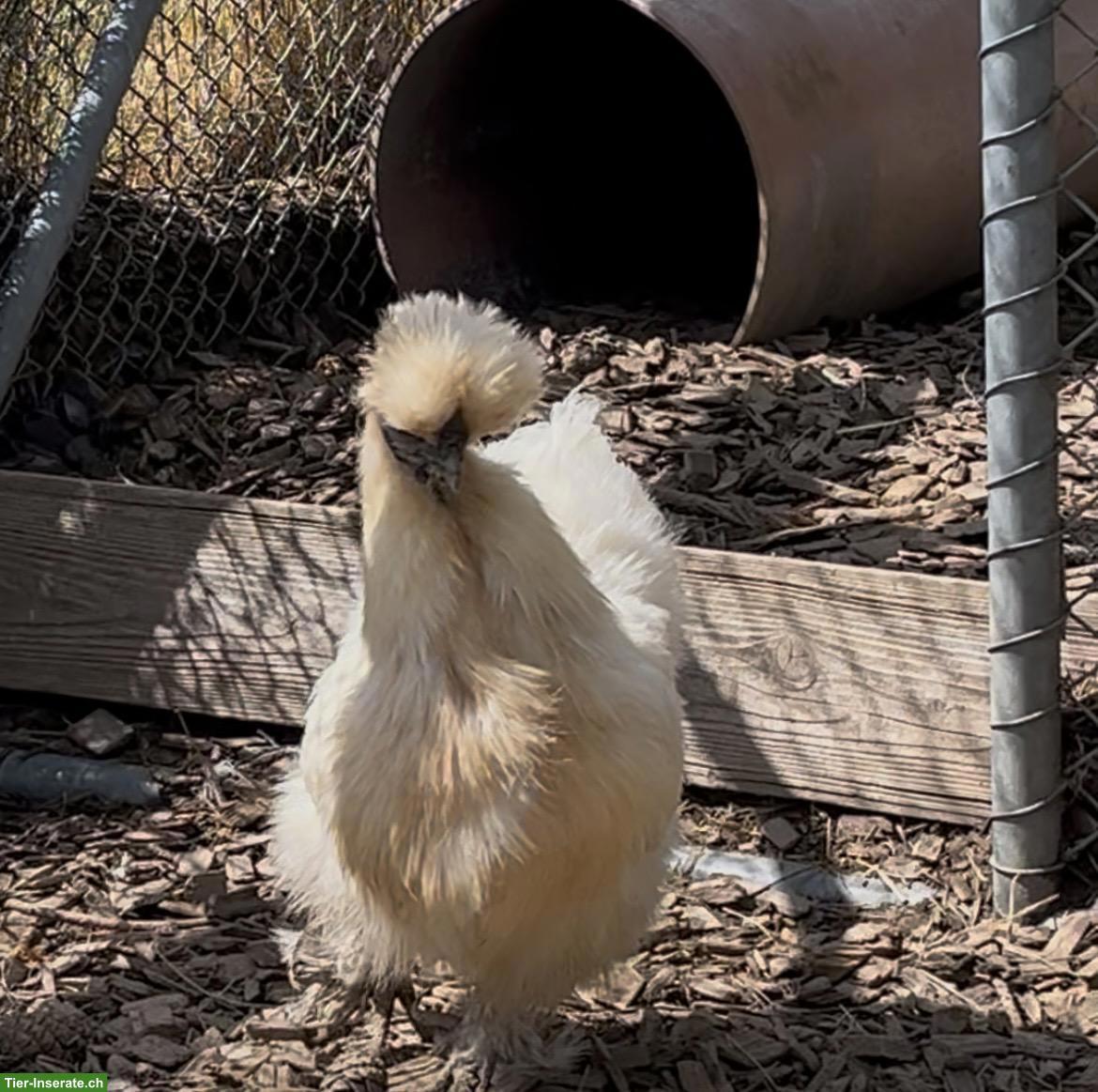 Bild 3: Seidenhuhn Hennen zu verkaufen