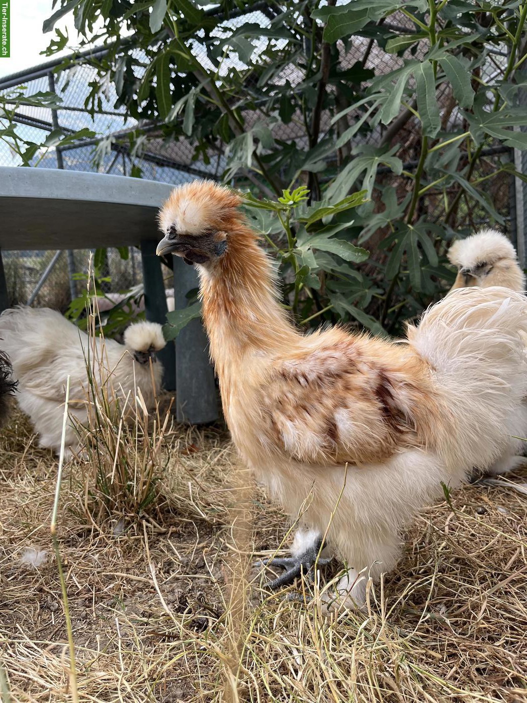 Bild 4: Seidenhuhn Hennen zu verkaufen