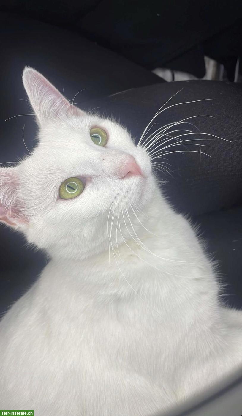 Suche weisse Katze zum Kaufen