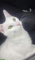 Suche weisse Katze zum Kaufen