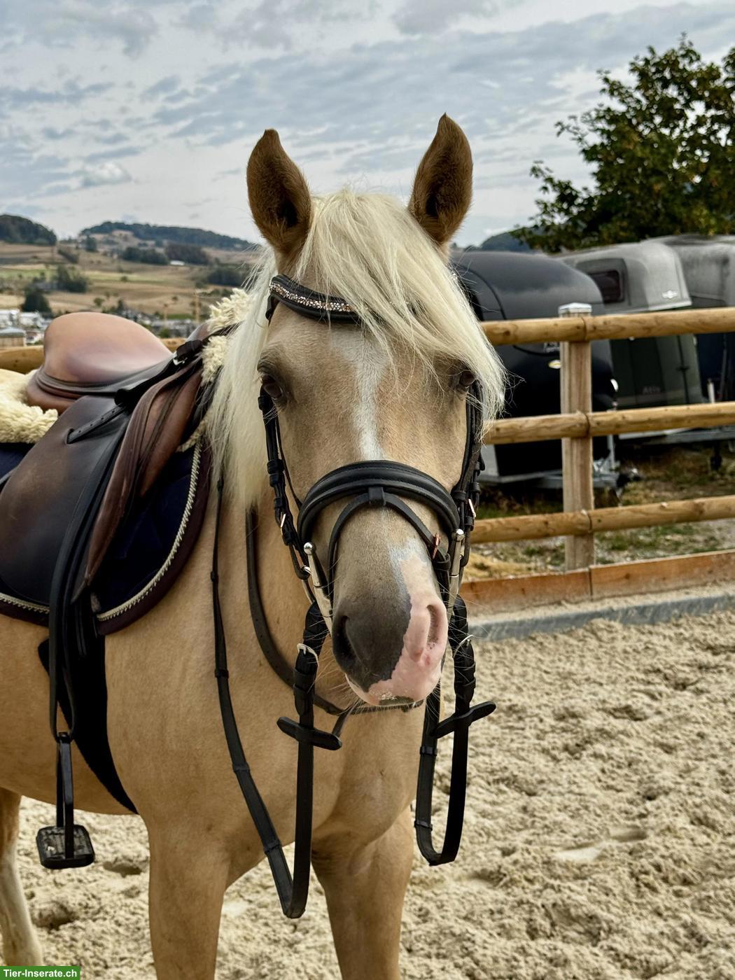 Wunderschöne Palomino Stute zu verkaufen