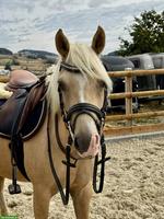 Wunderschöne Palomino Stute zu verkaufen