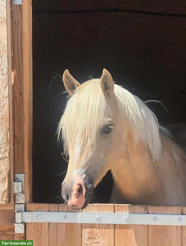 Bild 2: Wunderschöne Palomino Stute zu verkaufen