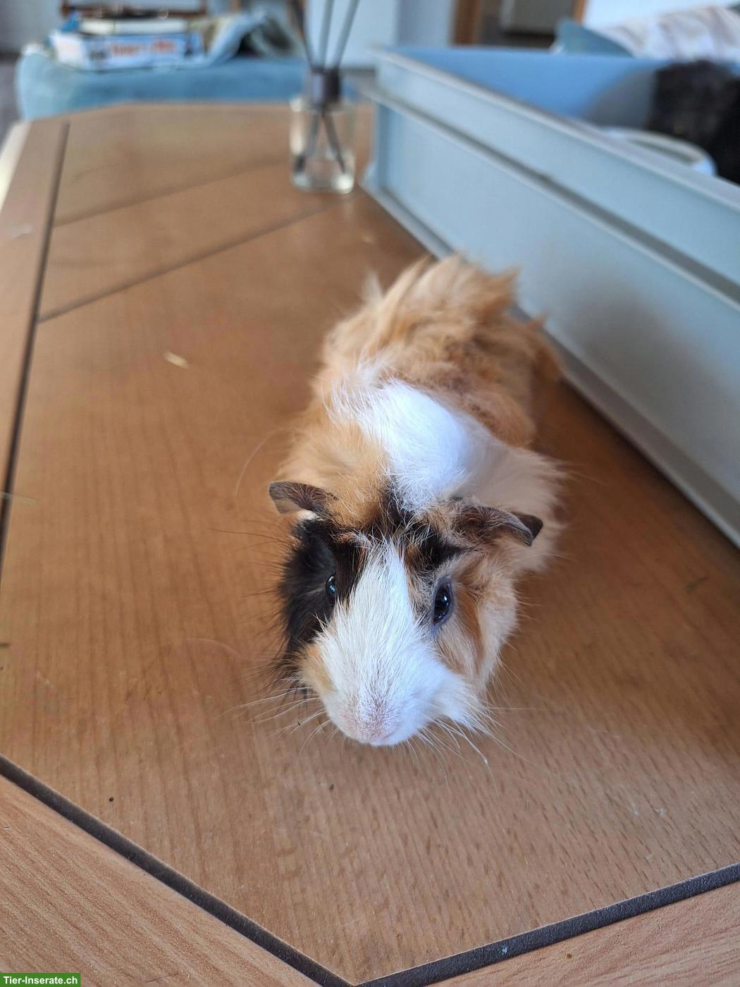 Bild 5: 4 Meerschweinchen Männchen, unkastriert