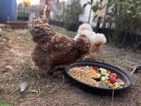 2 junge Seidenhuhn-Hennen (US Silkies)