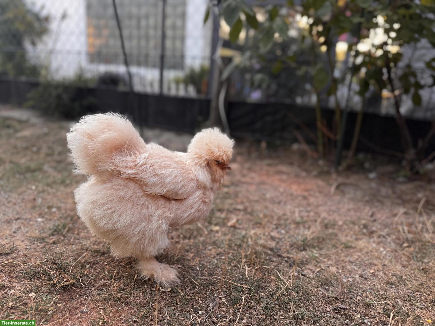 Bild 2: 2 junge Seidenhuhn-Hennen (US Silkies)