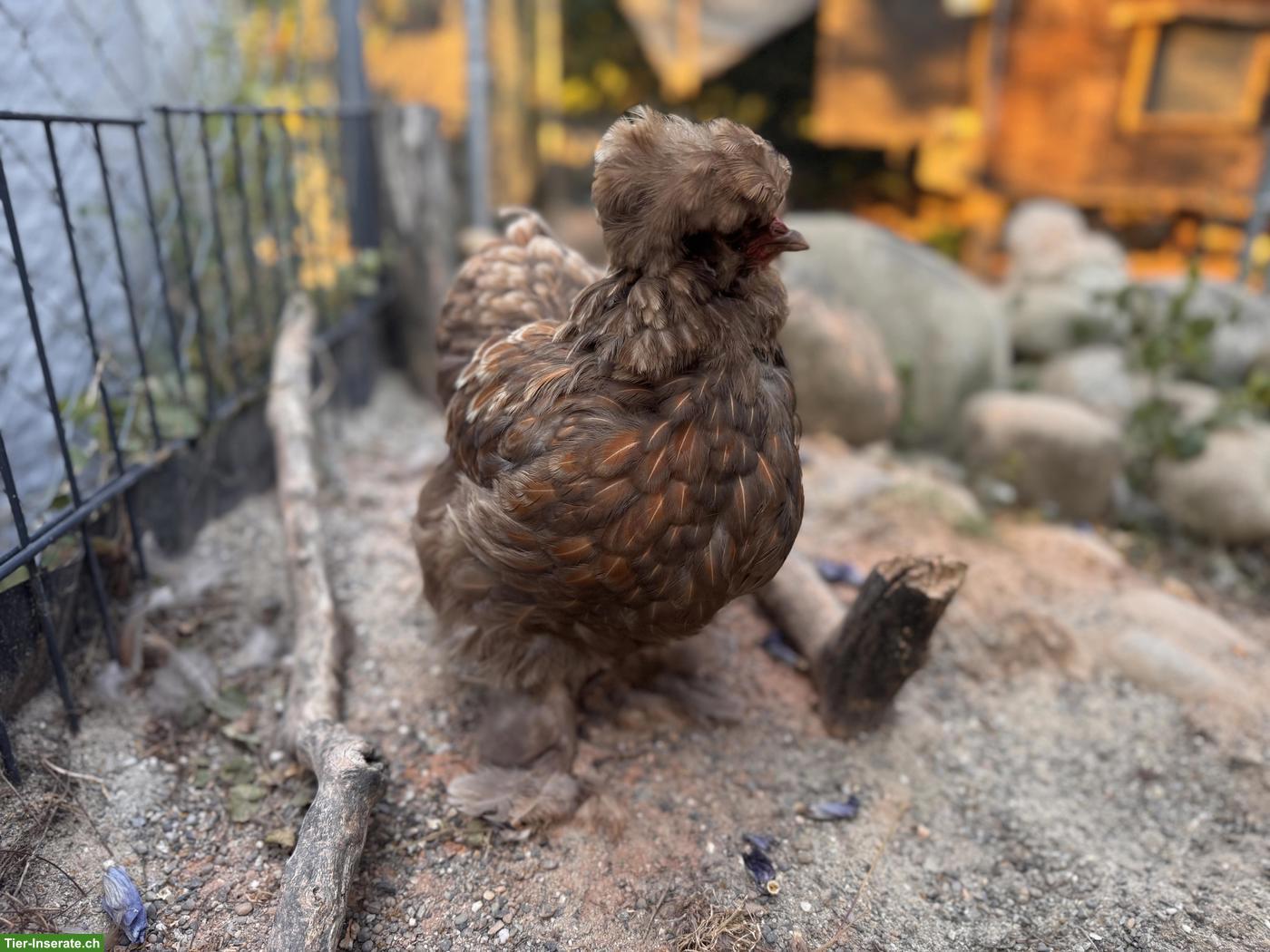 Bild 3: 2 junge Seidenhuhn-Hennen (US Silkies)