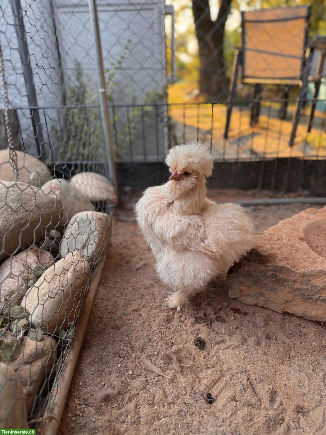 Bild 4: 2 junge Seidenhuhn-Hennen (US Silkies)
