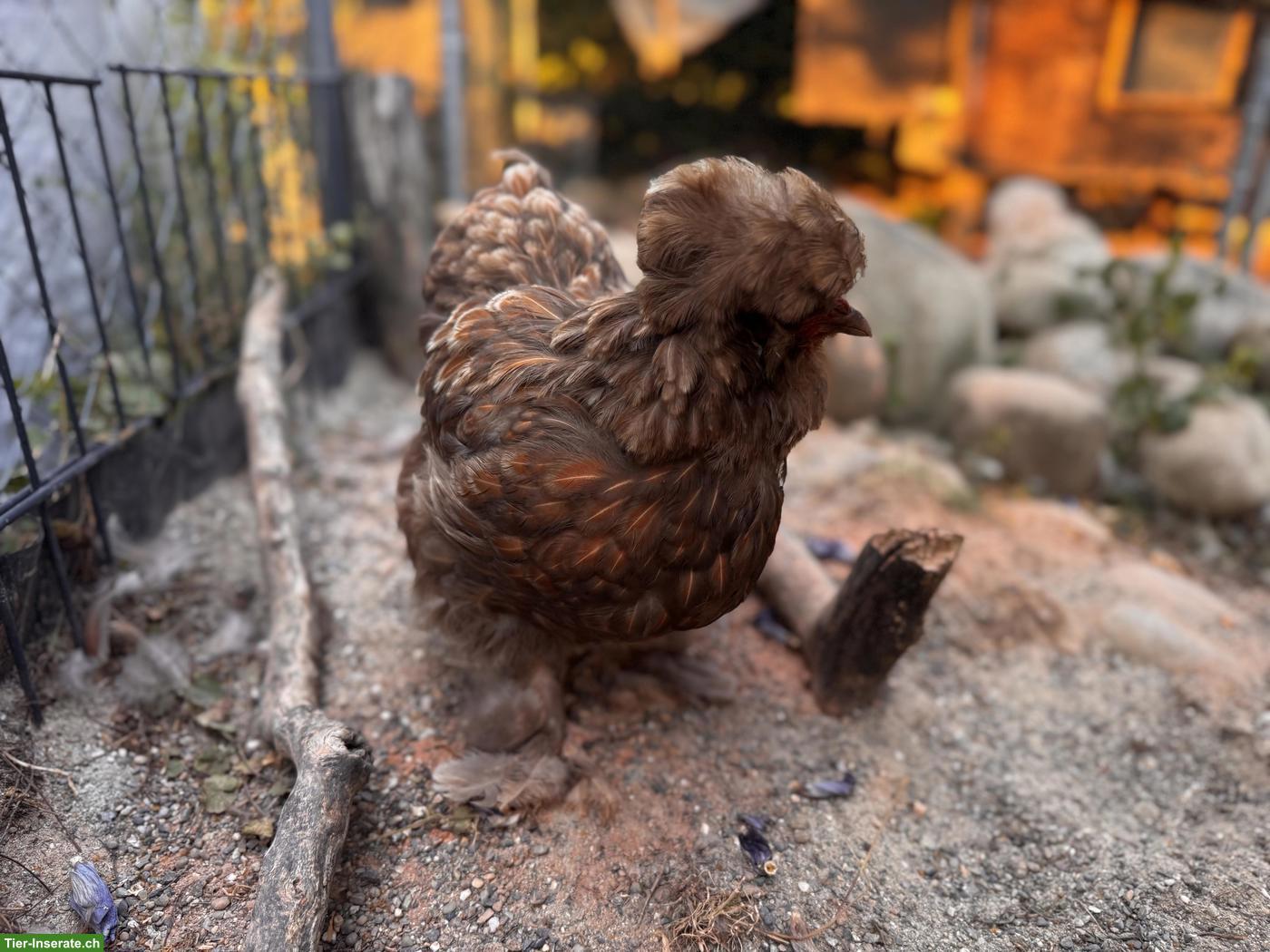 Bild 5: 2 junge Seidenhuhn-Hennen (US Silkies)