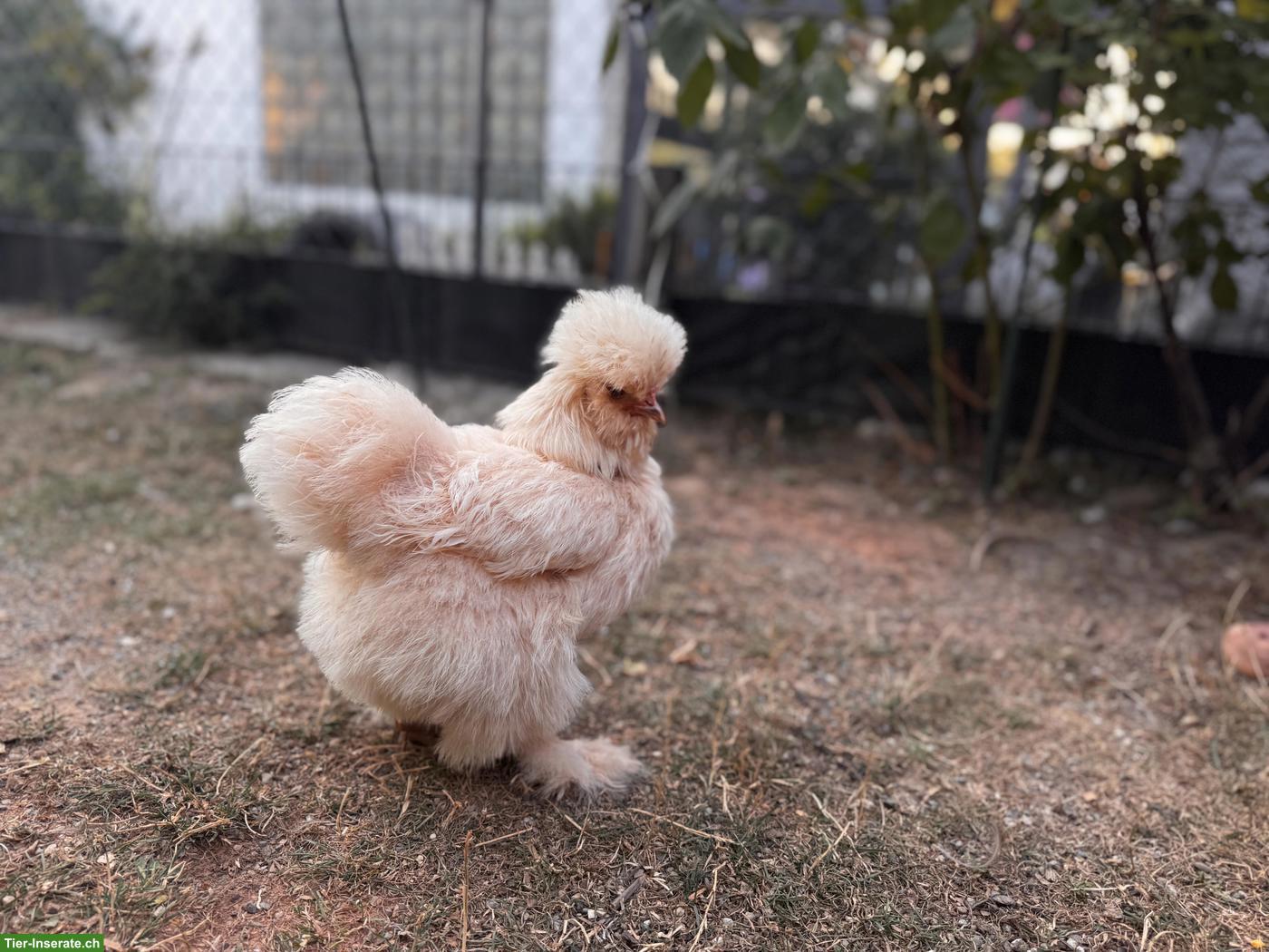 Bild 6: 2 junge Seidenhuhn-Hennen (US Silkies)